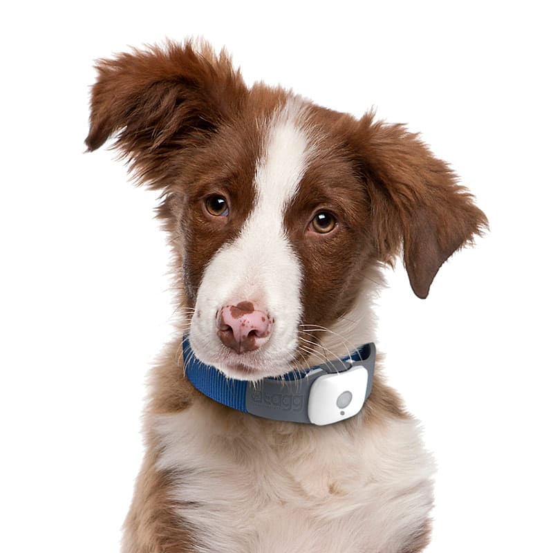 GPS трекер для собак